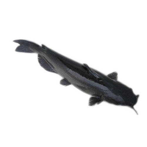 Cá lăng đen