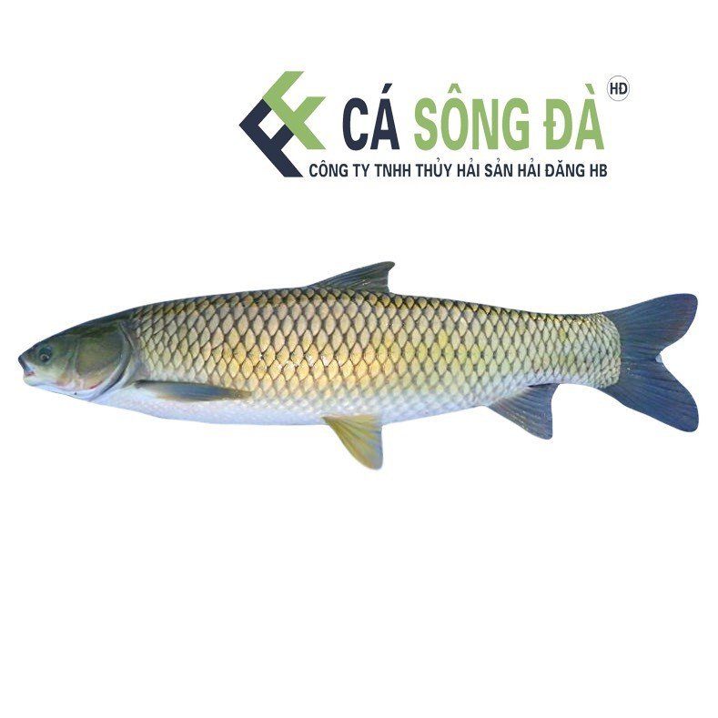 Cá trắm trắng Sông Đà (Trắm cỏ)